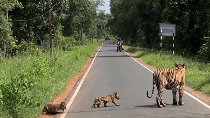 Those animals that have chance encounters with humans!