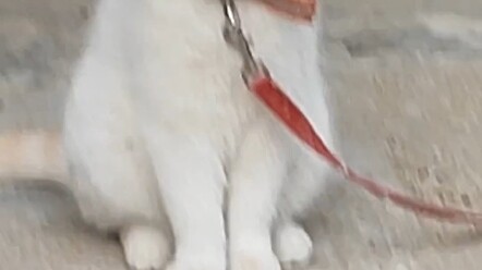 A video from a few months ago: The kitten my grandpa was raising back home got really chubby. It was