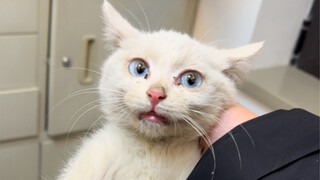 After a crushing defeat against the Lion Cat, the Cat De Academy regained its morale