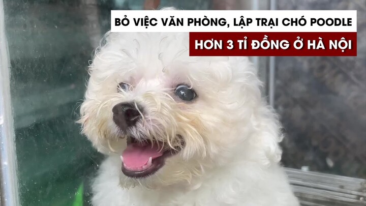 Bỏ việc văn phòng, lập trại chó Poodle hơn 3 tỉ đồng ở Hà Nội