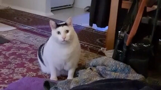 Ah Cat Original