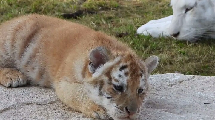 Terbiasa tidur dalam posisi tumpuk-tumpuk, si Pangeran Kecil bayi harimau justru kesulitan menemukan