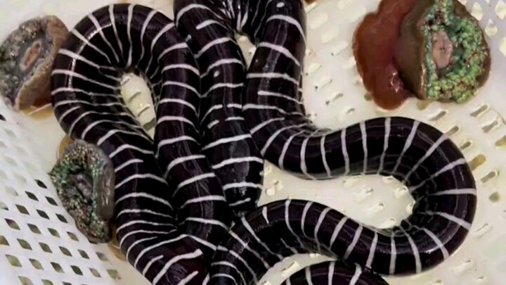 Another new creature has arrived!