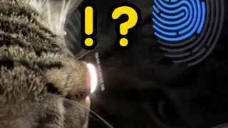 用猫鼻子录指纹，快递员“你买的一箱猫条到了”主人“我没猫条啊”