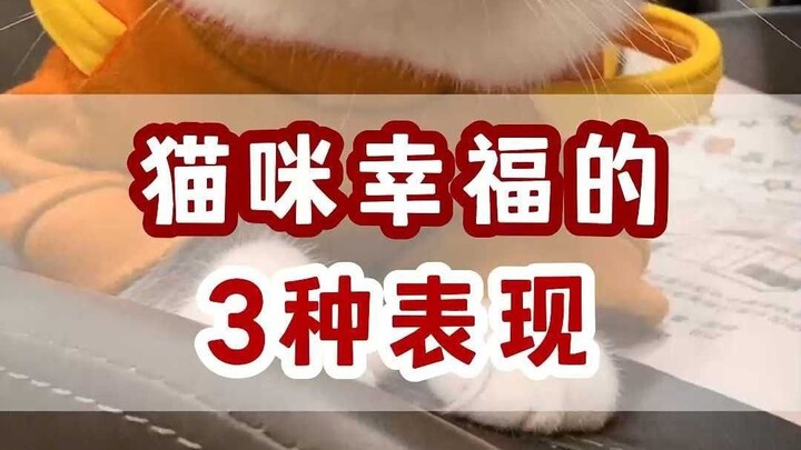 3 signs that your cat is well-cared for