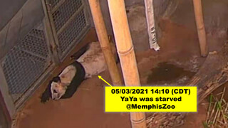 【救助国宝】旅美大熊猫丫丫每天依然在乞食，等到空肚子睡着！