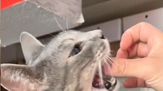 Aku digigit kucing dan berubah menjadi manusia kucing