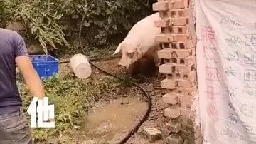 Nó chẳng bao giờ thù dai, có hận là trả ngay tại chỗ. Thấy không vừa mắt là liều mạng, kiểu gì cũng 