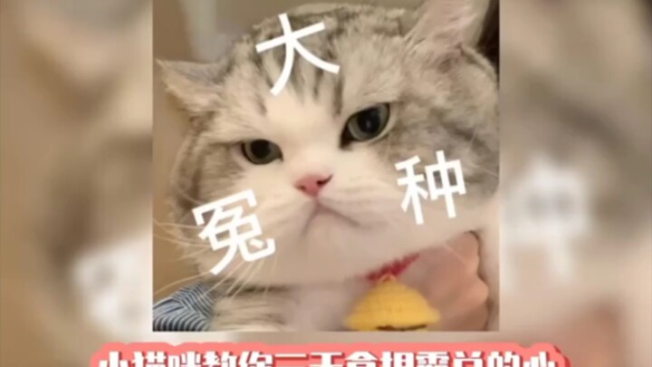 Cat: Hmph, man. It’s not my style if I can’t have you!