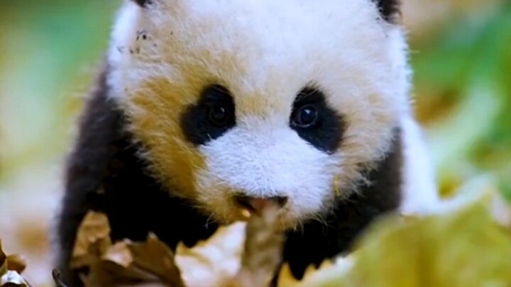 Panda kecil bermata bentuk hati, A Wei berteriak: "Matilah aku!"