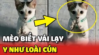 Chiếc mèo VÁI LẠY xin mẹ ở nhà y như Cún vô cùng đáng yêu 🥰 | Yêu Lu