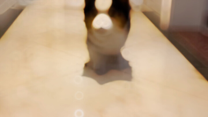 Thật không ngờ lại có người tố cáo tôi nuôi gấu trúc đỏ ở nhà?!