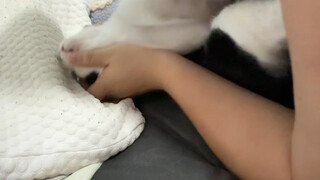Cat petting~ Is there really no one who pets cats like this?