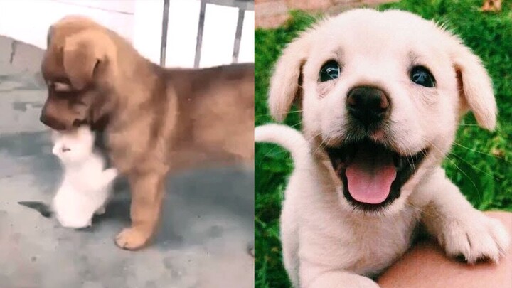 Most Cutest Pets In The World 2021 | Cute Baby Animals Doing Funny Things | Cute Puppies And Kittens - Bilibili Most Cutest Pets In The World 2021 | Cute Baby Animals Doing Funny Things | Cute Puppies And Kittens - Bilibili