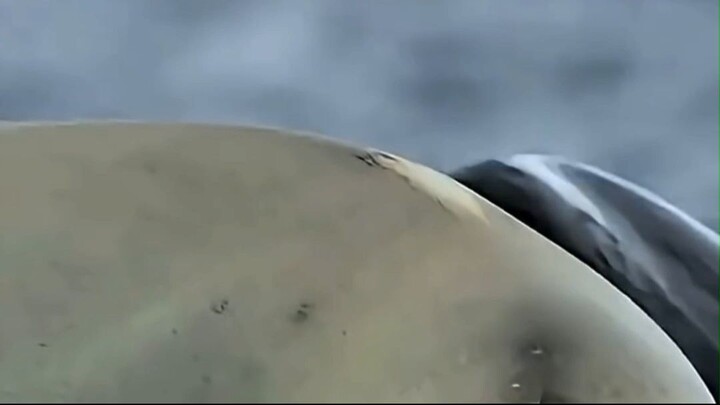 La Foca Que Sobrevivió 4 Horas Rodeada de Orcas 🦭