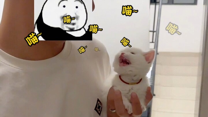 猫: 你小子说话给我注意点！