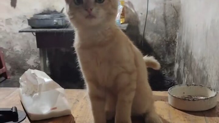 The first time I taught my kitten to stand, it actually understood—so smart!
