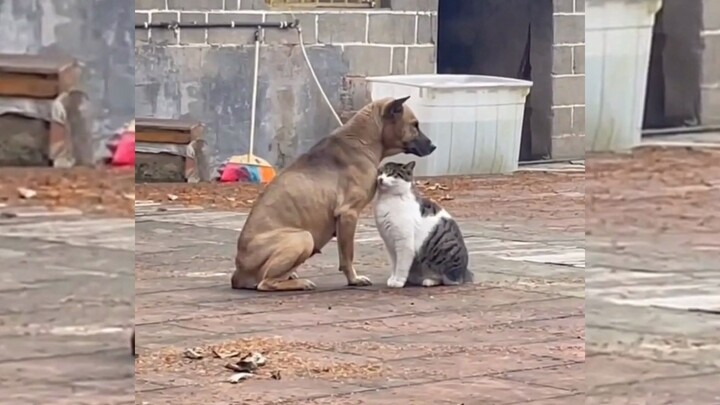 «جوائز لحظات الشفاء مع الحيوانات».. لقد شفوني من مزاجي السيئ!