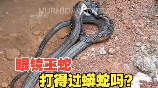 眼镜王蛇打得过蟒蛇吗？