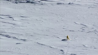 [Tập 7 - Thuyết Minh] Hành tinh băng giá 1 - Frozen Planet (2011) E07