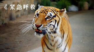 这个男人简直不想活了，竟敢在动物园砸老虎的屁股！剧情片