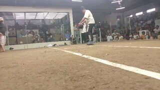 bulek babalek