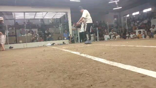 bulek babalek