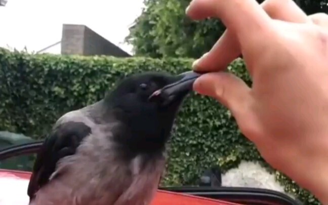 Mysta’s offline video of arguing with a bird has leaked (kidding)