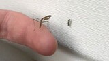 [Hewan merayap] Belalang yang sedang memakan nyamuk