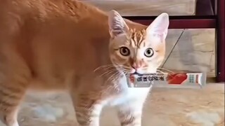 ไม่น่าอายเลย
