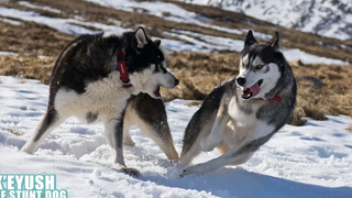 Huskies ค้นหาหิมะในสกอตแลนด์ 2017