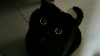 A cute invisible cat named Qiansuise!