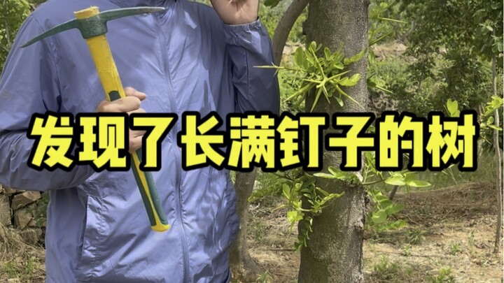 Discovering a Tree Covered in Nails