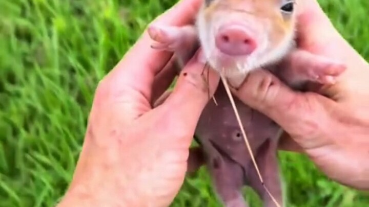 كل شيء يبدأ من العثور على خنزير صغير ملقى على العشب.