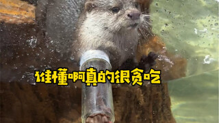 How can there be such a little otter who can't resist temptation?