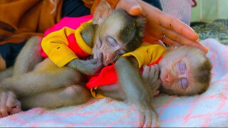 Sweet Dream Lovely Girl!! Toto & Yaya so tired & falls asleep after playful with each other