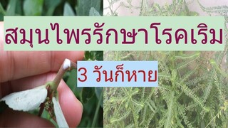 เริม รักษาหายได้ง่ายๆ ด้วยพืชสมุนไพรตามบ้านเรา/โดยฮอยไทยอีสาน