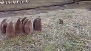 Ketika Penguin Bertemu Kucing...