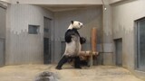 Panda's workout