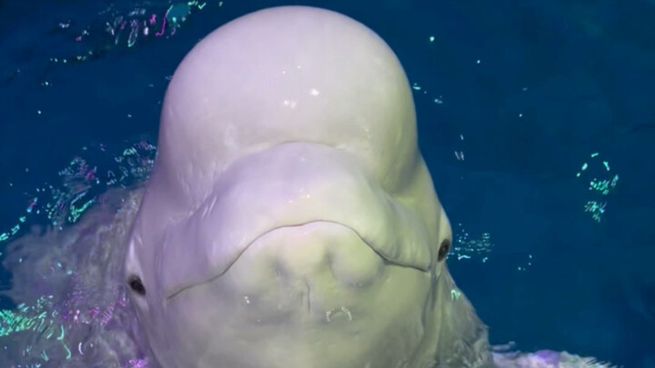 Feeding ice cubes