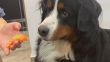 (คลิปสัตว์โลก) สุนัข Bernese Mountain แม่ผิดไปแล้ว กินสิ่งที่ชอบเถอะ