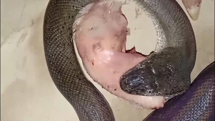 Liasis mackloti / sanca timur makan kepala ayam