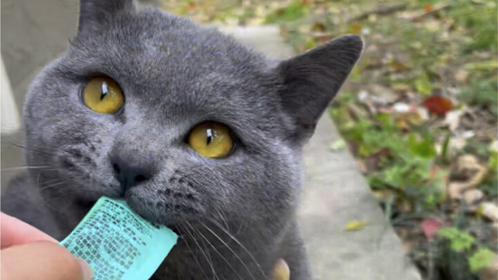 Can such a cute kitten really end up on the streets?