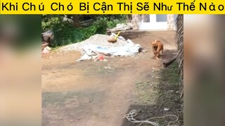Khi chó nhà bị cận thị😆😆😆