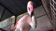 Saddar Exotic Birds Market Karachi Unique Birds and Exotic Parrots I