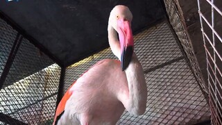 Saddar Exotic Birds Market Karachi Unique Birds and Exotic Parrots I