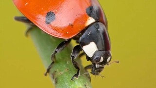 近距离看一只瓢虫，在3分钟内吃掉了9只蚜虫（视频经过加速）