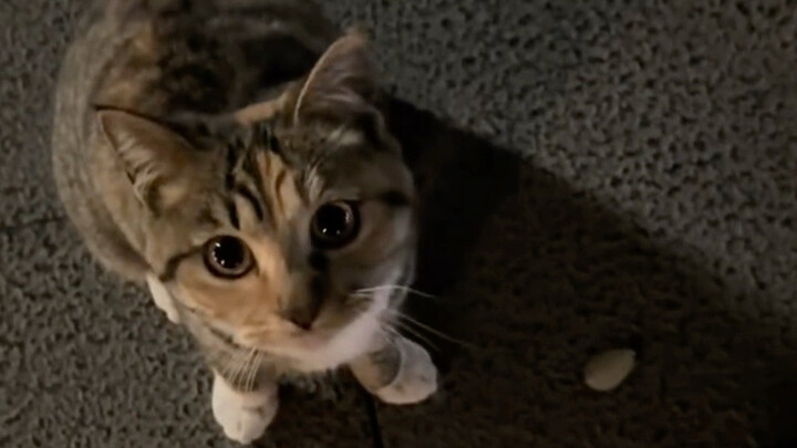 I'm fascinated by it, it's so cute