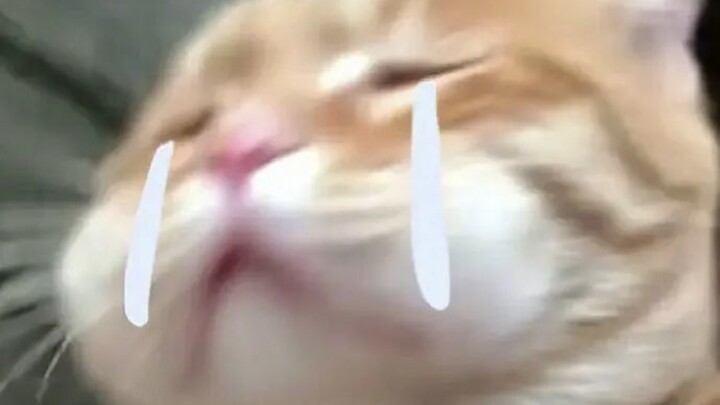 قطة المدينة: شتم الناس أمر غير صحيح!