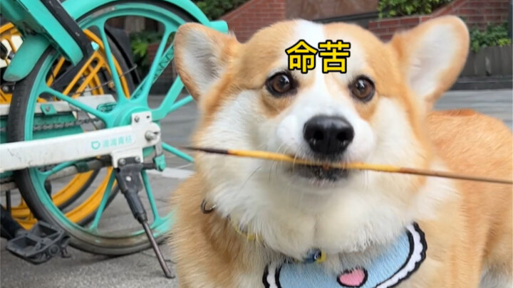 Raising a dog for a thousand days, using it for just a moment—haha!